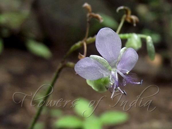 Strap-Leaf Dewflower